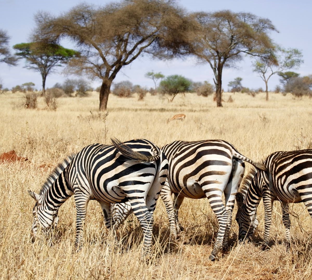 1-Day Tanzania Royal tour safari packages